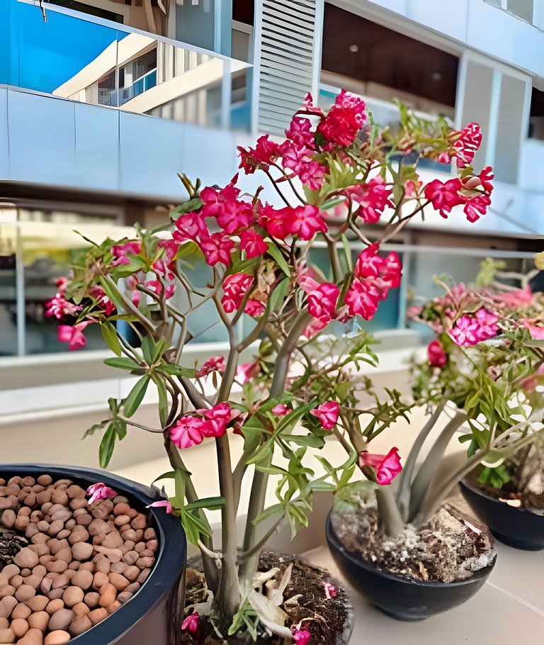 Apto Luxo 2 quartos com café incluso